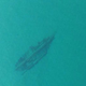 Illustration for article titled Old Shipwrecks Are Reappearing In Lake Michigans Unusually Clear Water